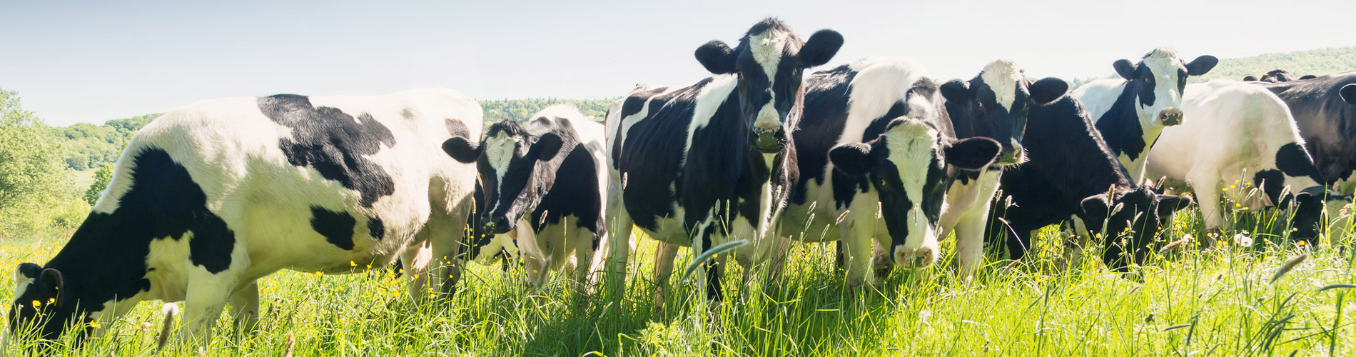 tc-threemile-canyon-farms--cows-1900x500.jpg